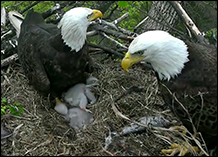 DCEagleCam