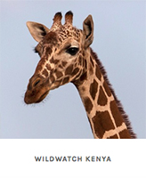 Wildwatch_Kenya